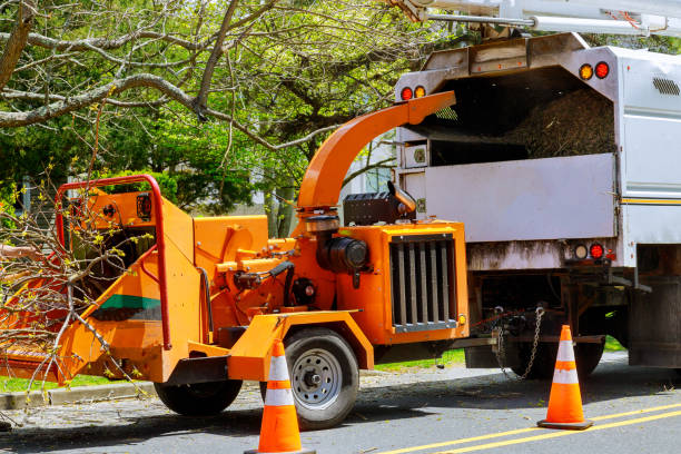 Best Lot and Land Clearing  in Santa Ana, CA