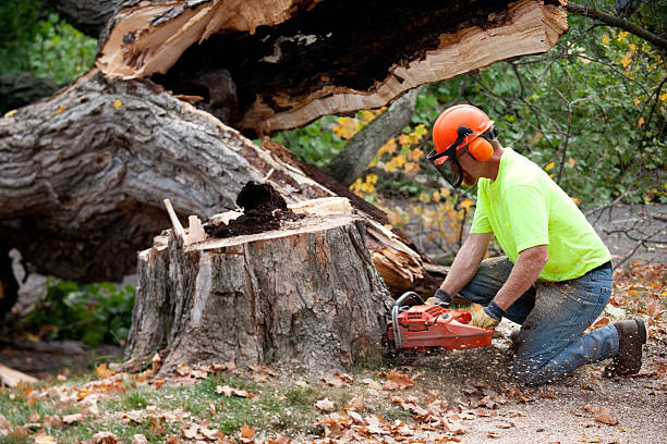 Best Lawn Renovation and Restoration  in Santa Ana, CA